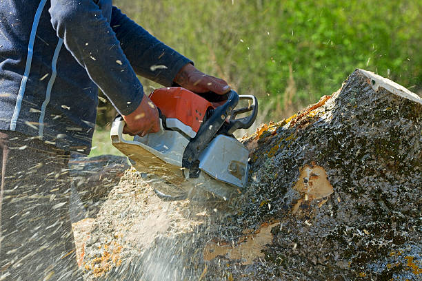 Best Professional Tree Care  in USA